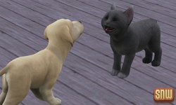 De Sims 3 Beestenbende: BaBa de hond en Oopsie-Daisy de kat