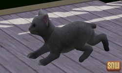 De Sims 3 Beestenbende: Oopsie-Daisy de kat