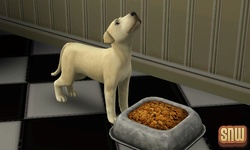 De Sims 3 Beestenbende: BaBa de hond